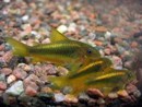 Cory gold green — 3.5